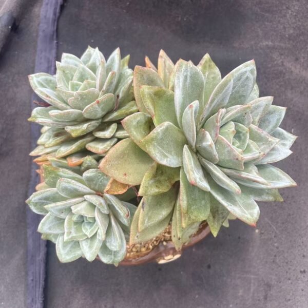 127. Echeveria 'Champagne'