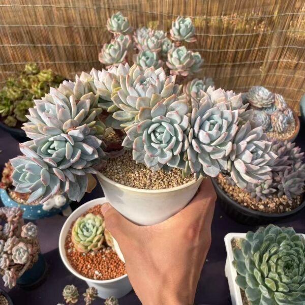 Echeveria "White Tea"