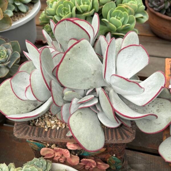 Colyledon orbiculata 'Hakubi'