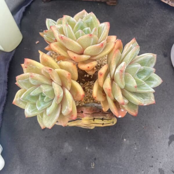 Echeveria 'Champagne'