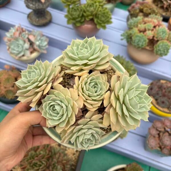 007. Echeveria ‘Unknown’T