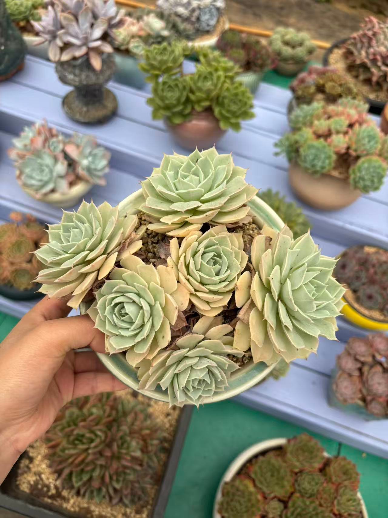 Echeveria ‘Unknown’