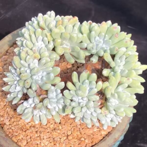 Dudleya gnoma S.W.McCabe