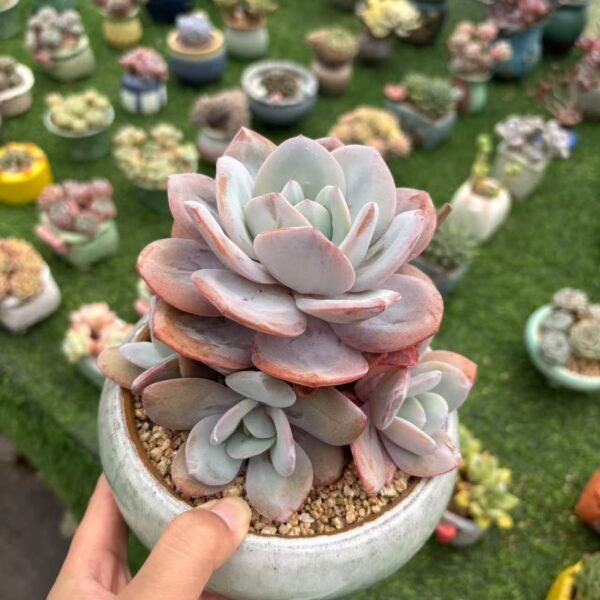 113. Echeveria 'Cream Tea'