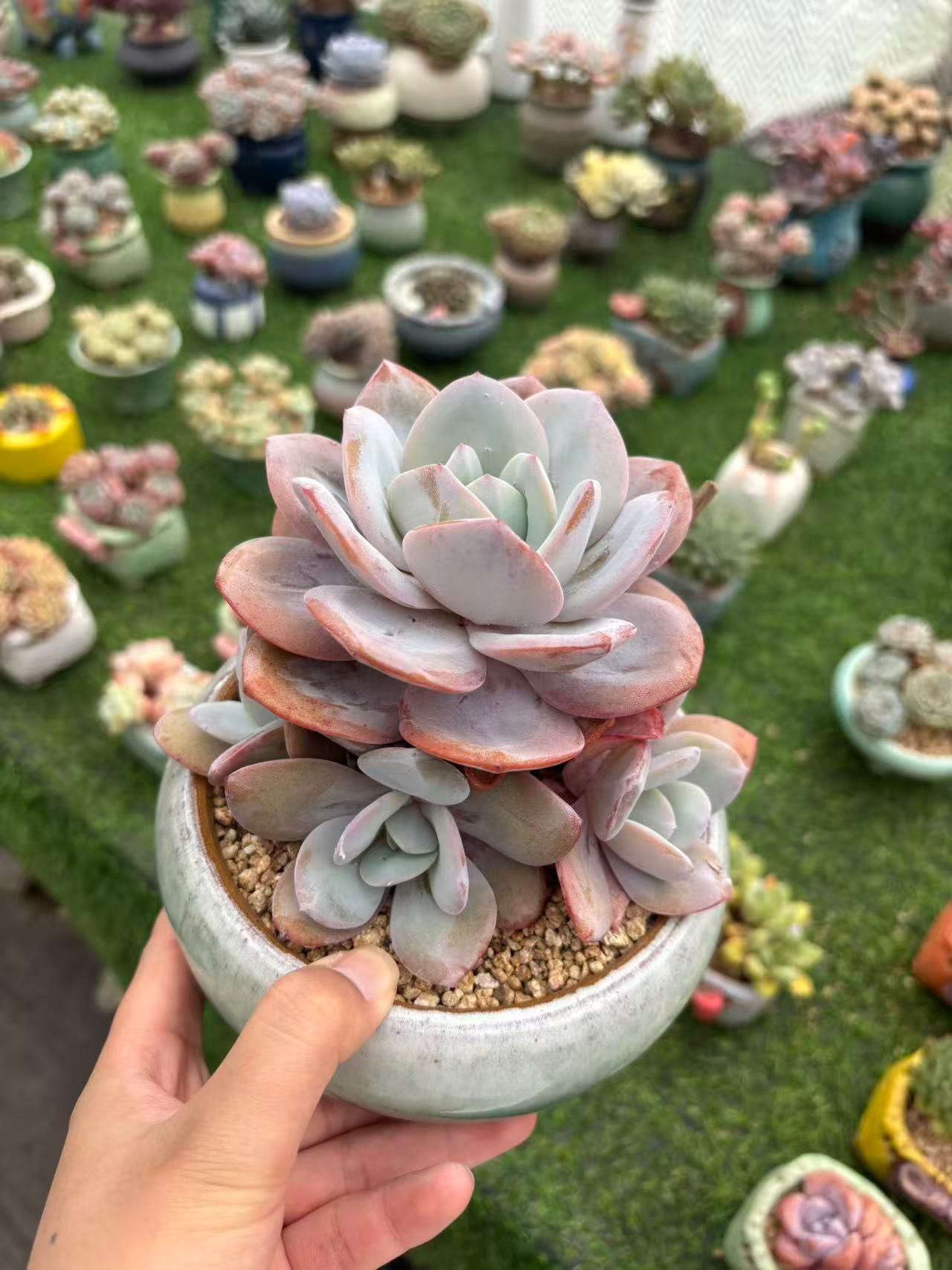 Echeveria 'Cream Tea'