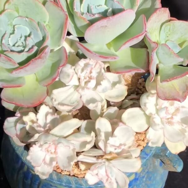 036. Echeveria 'Berkeley Light'