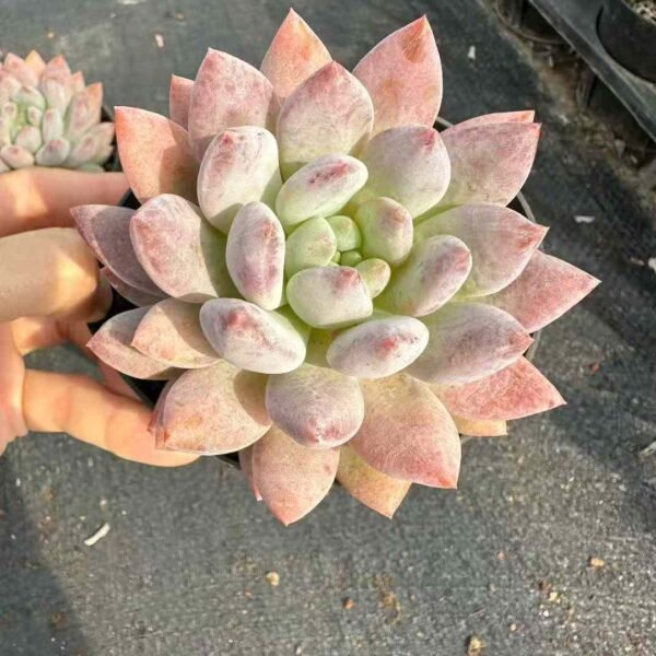 014. Echeveria 'Candy Angel'
