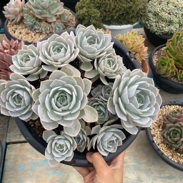 Echeveria 'San Carlos'
