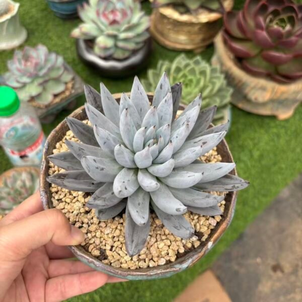 Echeveria unguiculata Kimnach
