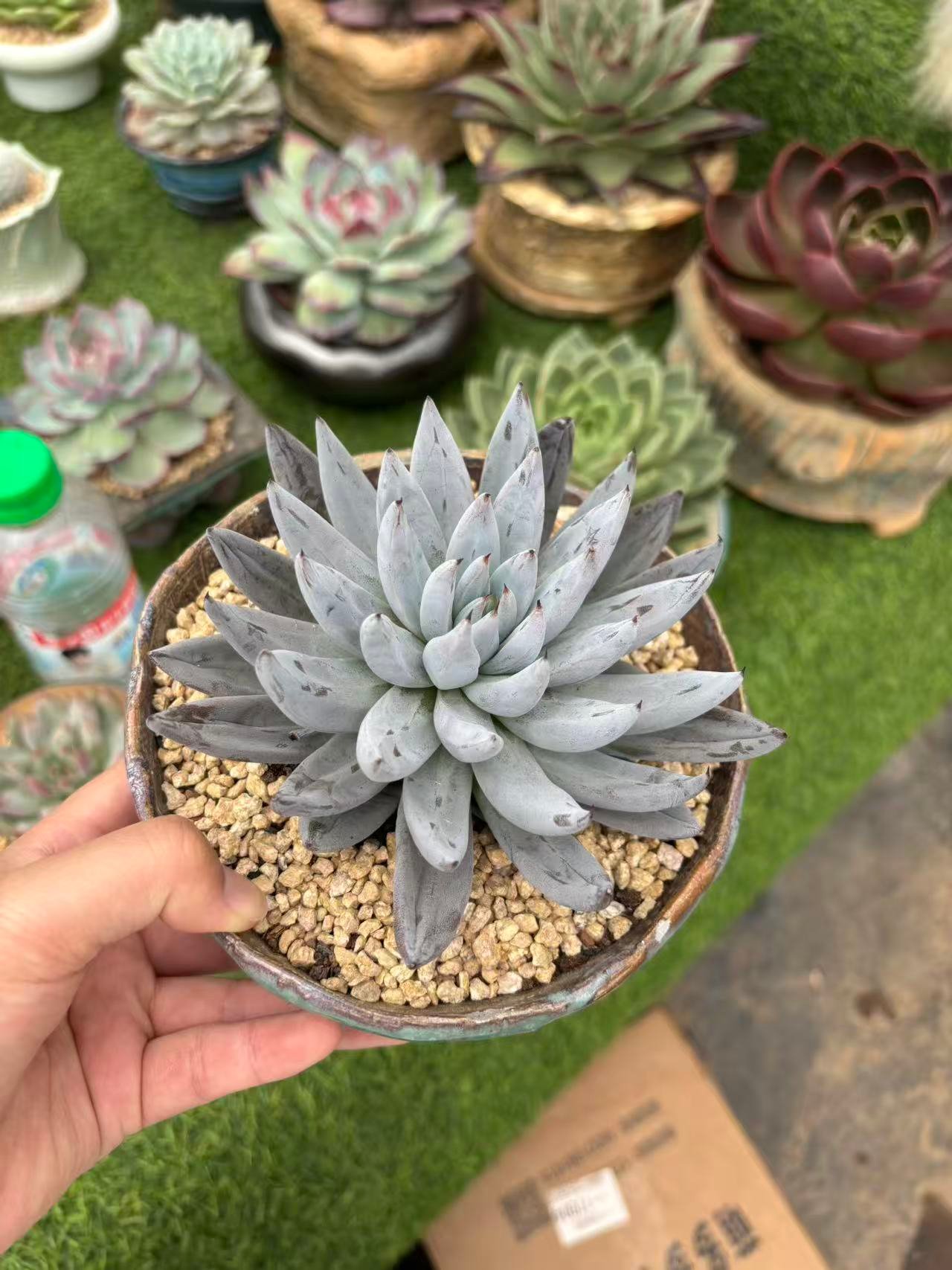 Echeveria unguiculata Kimnach
