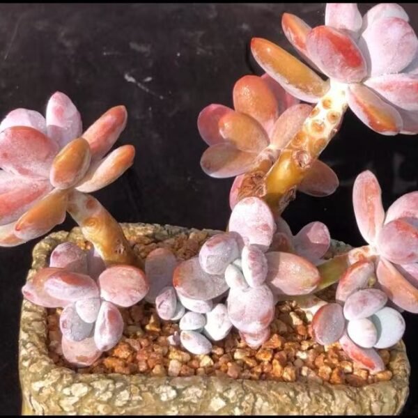 Pachyphytum cuicatecanum