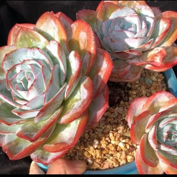 Echeveria Brinks blue