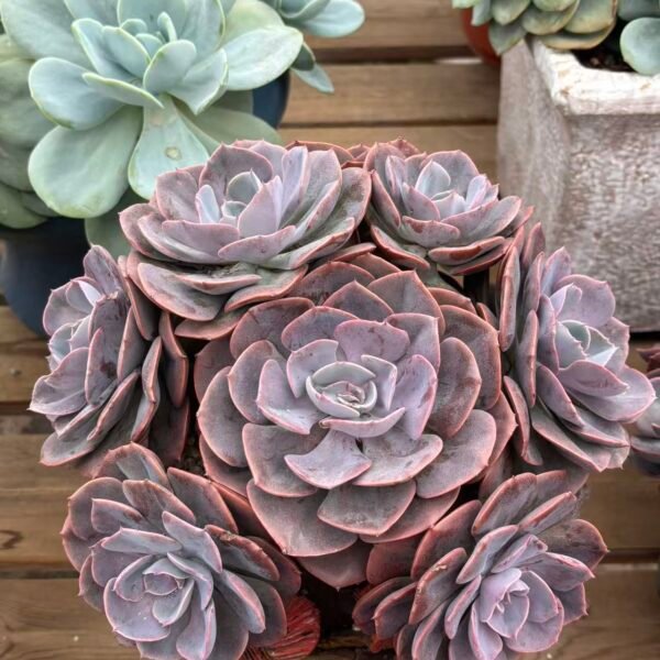 Echeveria 'Dusty Rose'