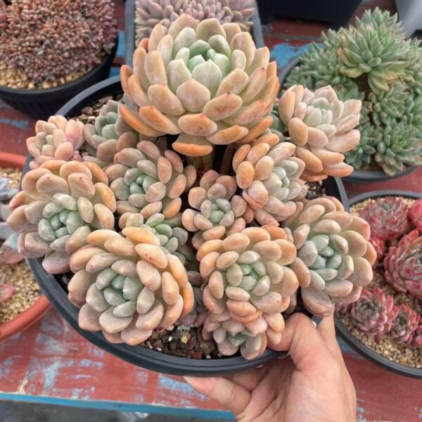 071. Echeveria 'Ice green'sp Echeveria Monroe