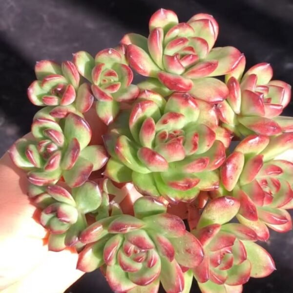 Echeveria‘TM’