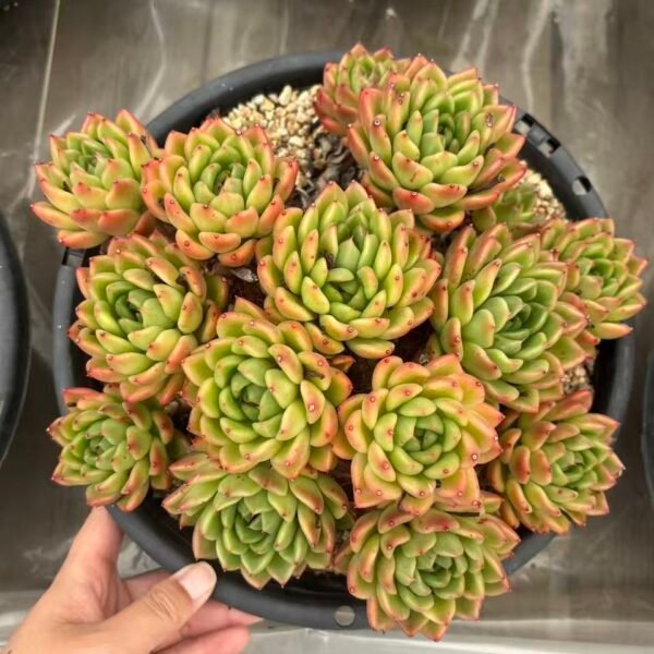 241. Echeveria ‘Jackfruit’