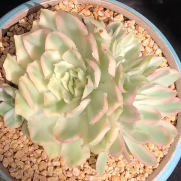 129. Kalanchoe synsepala