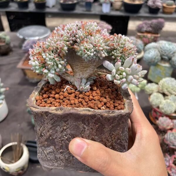 Graptopetalum pachyphyllum Rose