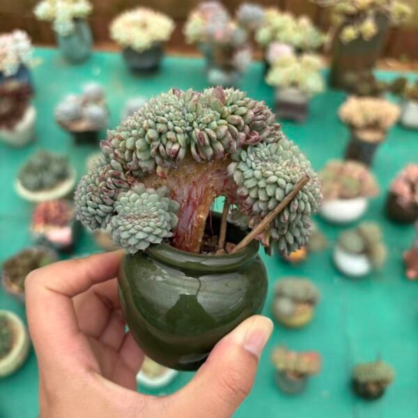 Echeveria 'White Fat'