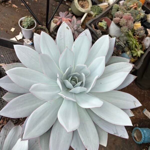 041. Echeveria cante