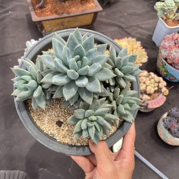 Adromischus marianiae 'hallii'