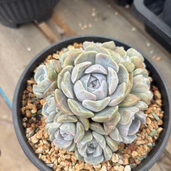 Echeveria 'Hamburger'