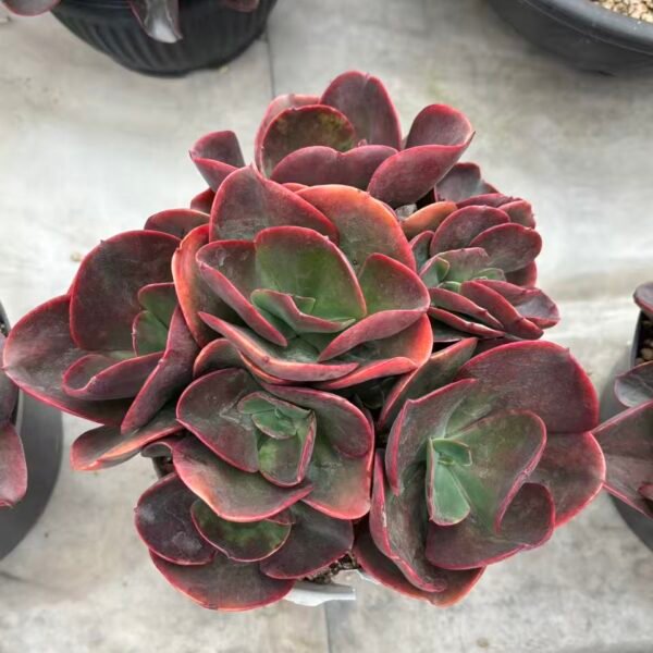 Echeveria ‘Datang Rose’