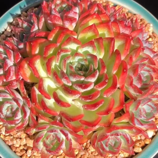 005. Echeveria agavoides Lem.