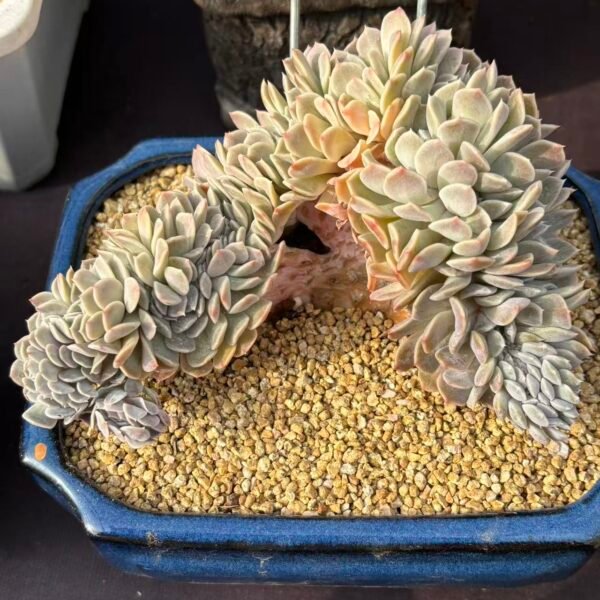 244. Echeveria 'Tynie Burger'
