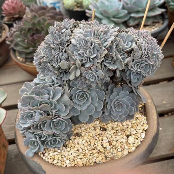 Echeveria ‘Heavenly Gift’