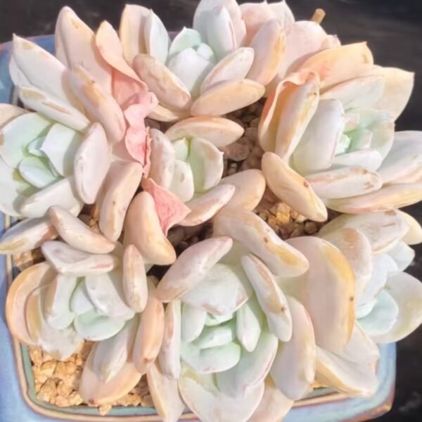 106. Echeveria Exotic
