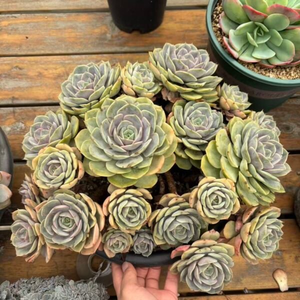 Echeveria ‘Purple Romance’