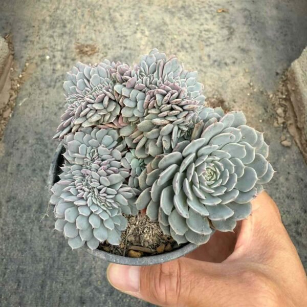 015. Echeveria sp. 'Pinwheel'