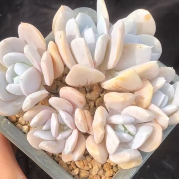 135. Echeveria Exotic
