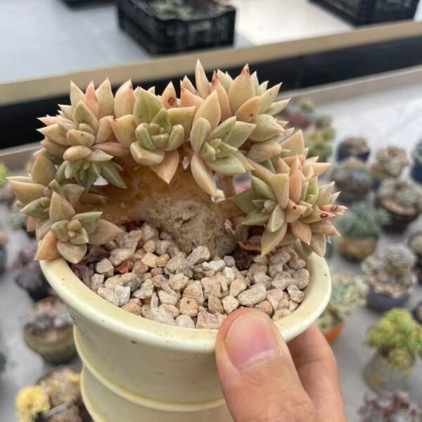 Echeveria agavoides'Silver'