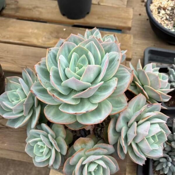 Echeveria 'Hakuhou'