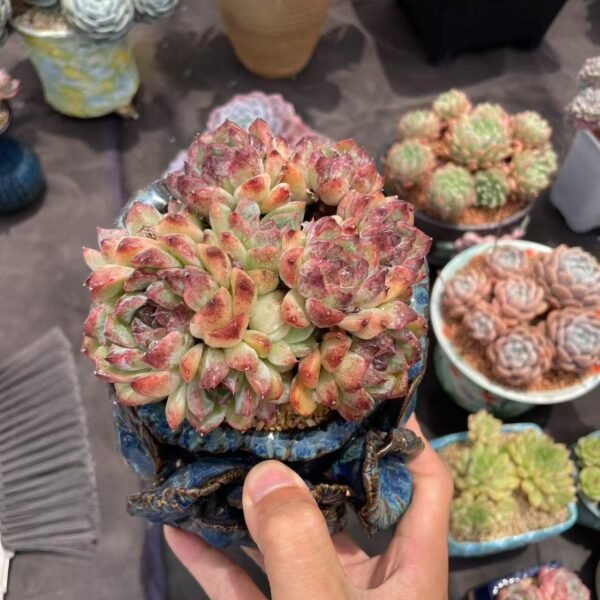 Haworthia cooperi var. truncata