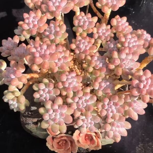 015. Pachyphytum 'Machucae'