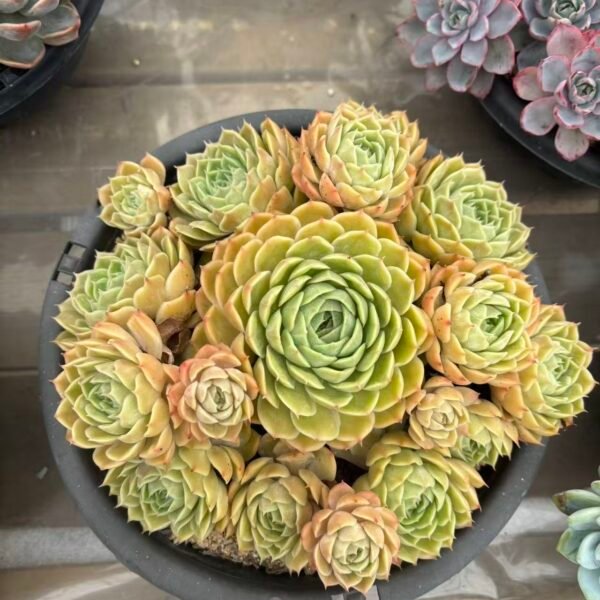 278. Echeveria 'Onslow'