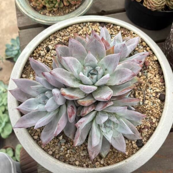 222. Echeveria ‘Emerald’