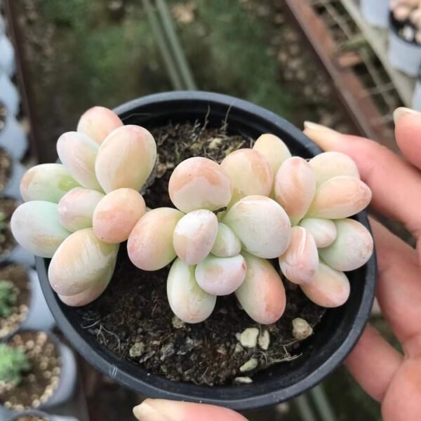 001. Echeveria 'Barbie Milk'