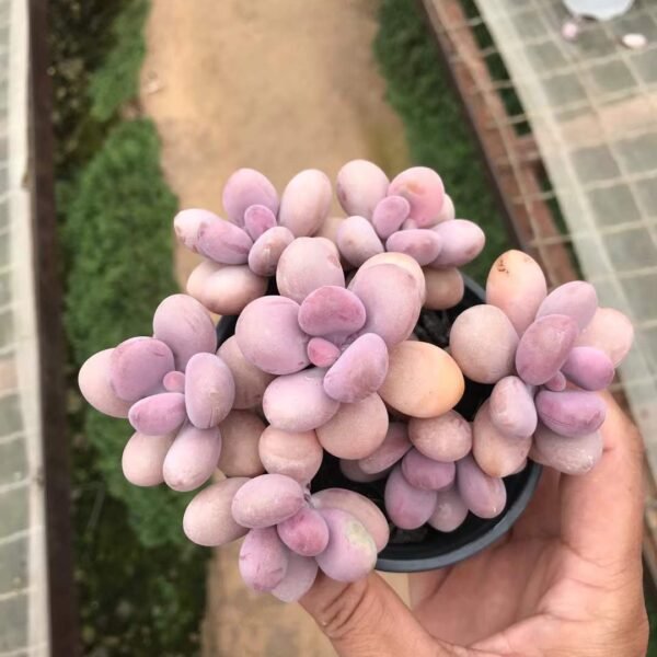 007. Graptopetalum amethystinum
