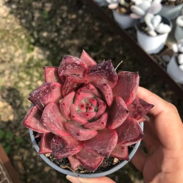 126. Echeveria 'Robin'