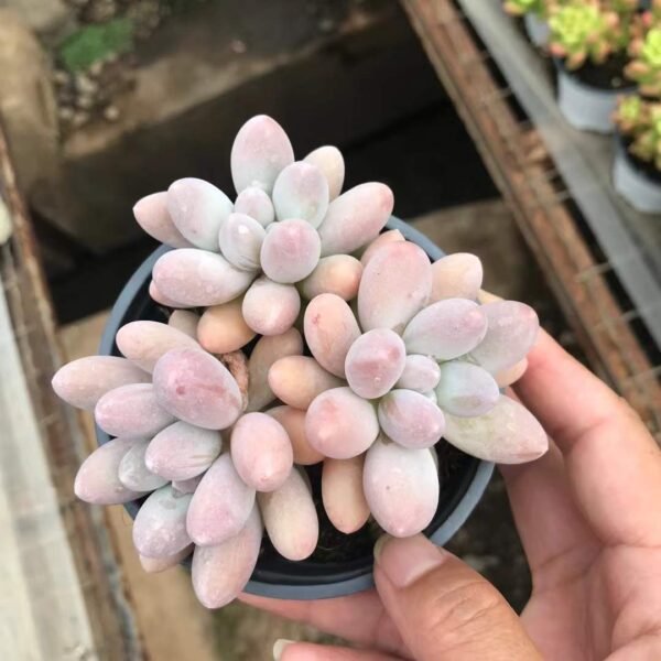 124. Echeveria 'Tangyuan'