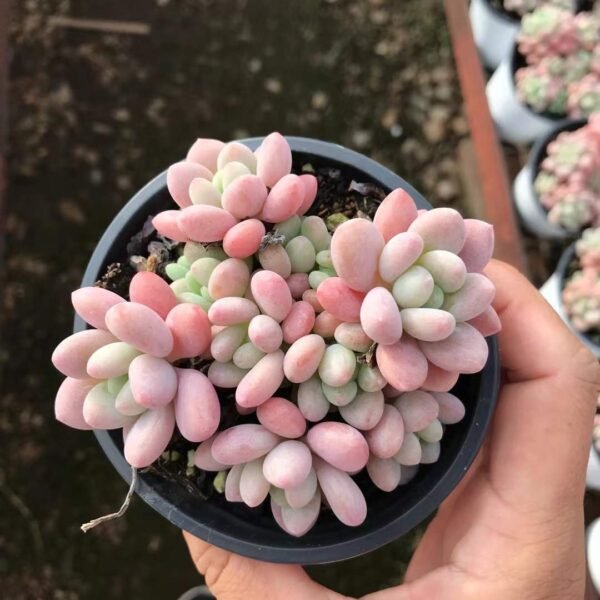 046. Echeveria Caviar