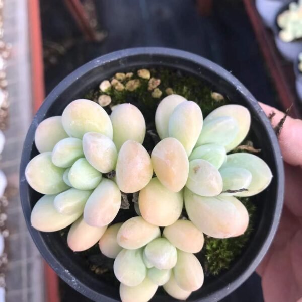 045. Echeveria 'Fragrant Jade'