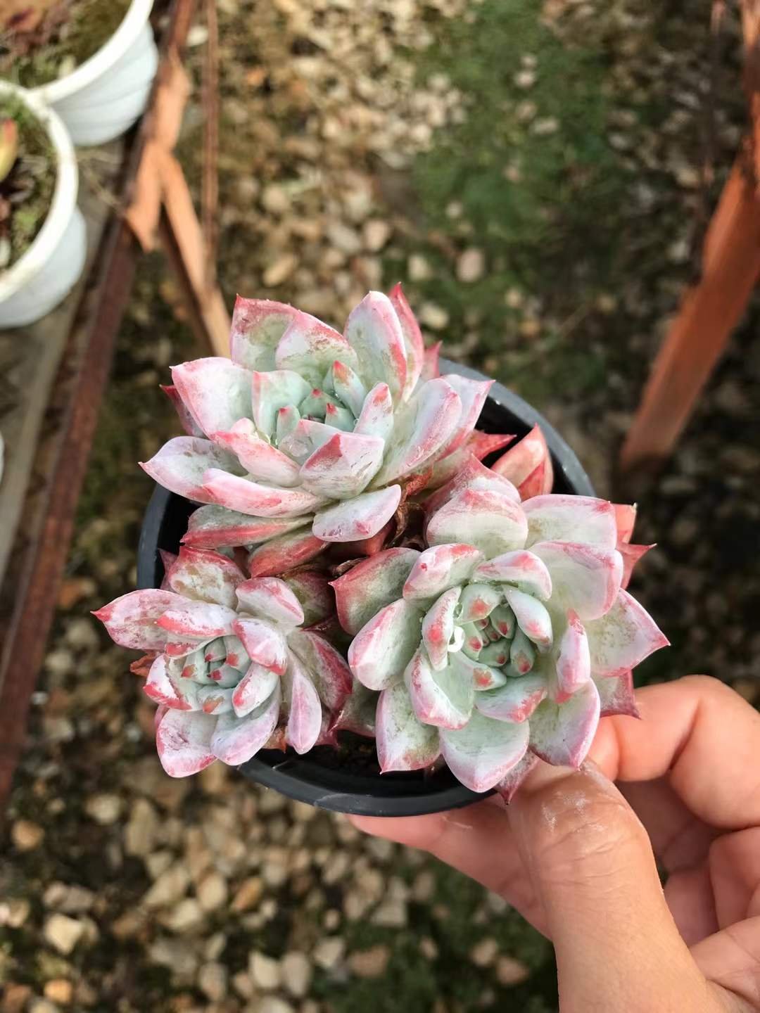 Echeveria 'Powder Bluebird'