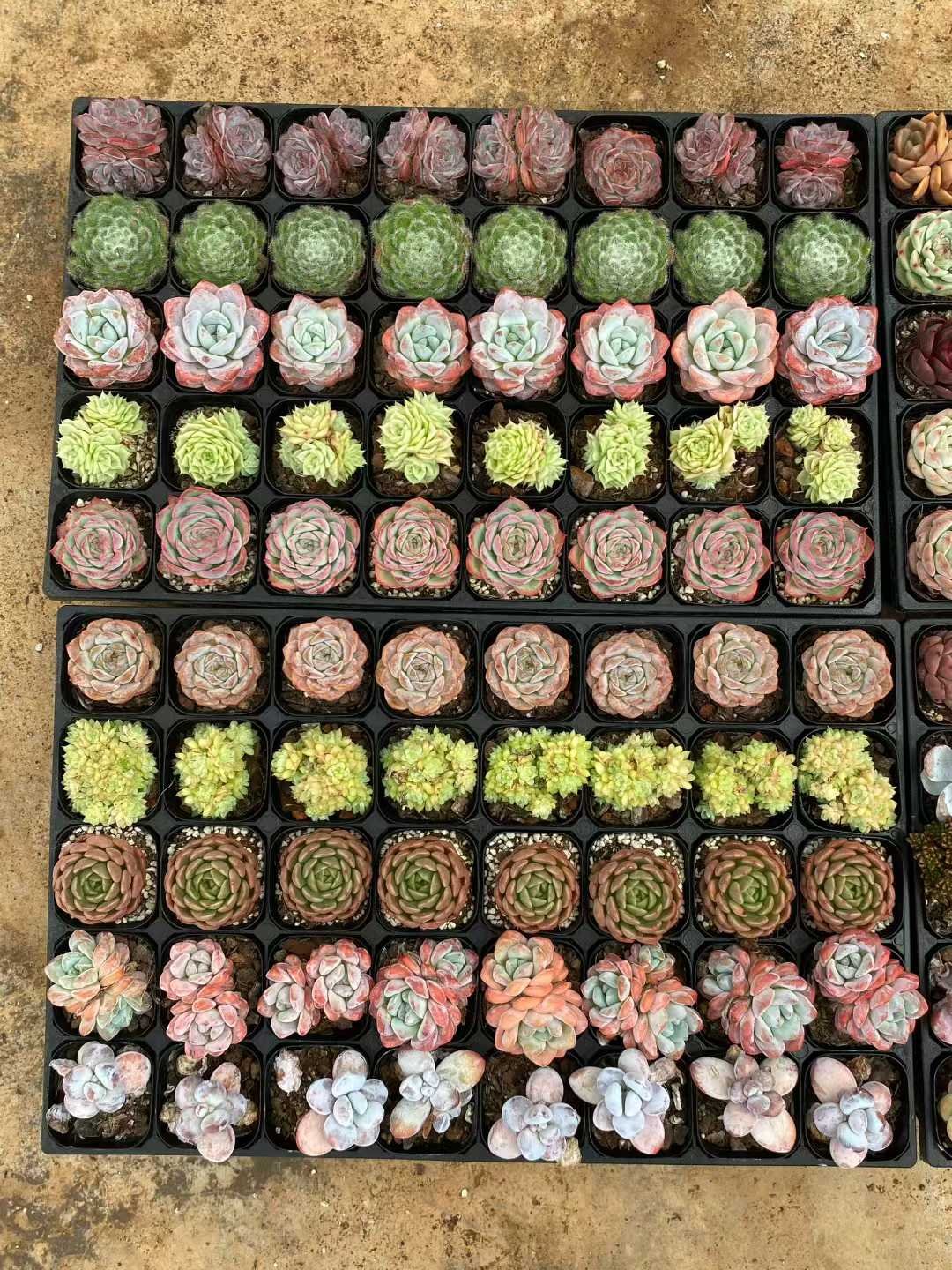 73650eee123f916ee10e3940f83e9ecc