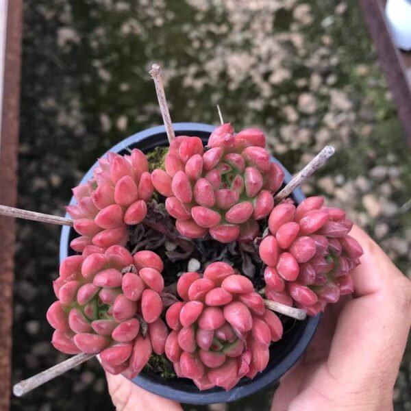 074. Sedeveria 'Pink Rubby'