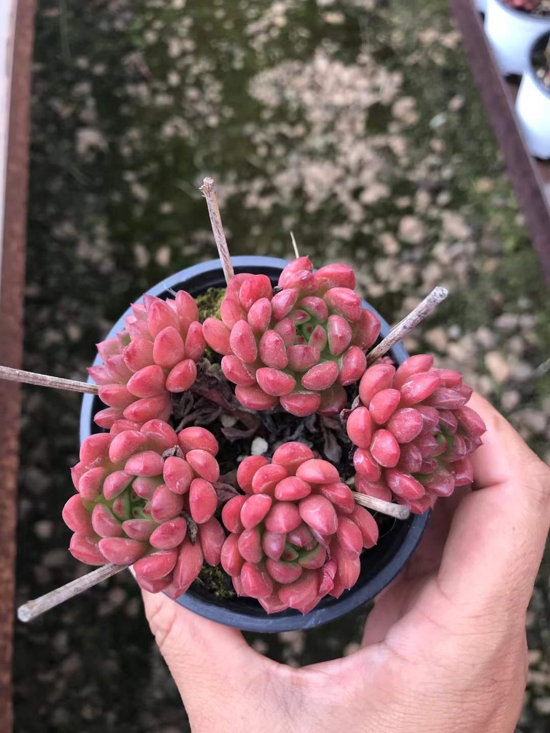 74c58bd1bb0dcd4c894b85c209a90492